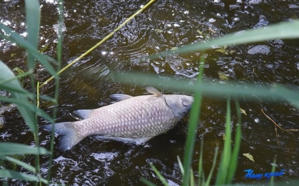 В Барановичах на Мышанке всплывает мертвая рыба. Что там происходит? В Барановичах на Мышанке всплывает мертвая рыба. Что там происходит?