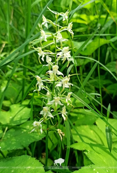 В Беловежской пуще нашли большой ареал произрастания диких орхидей В Беловежской пуще нашли большой ареал произрастания диких орхидей