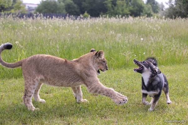 В минском зоопарке ко львенку, потерявшему маму, подселили щенка В минском зоопарке ко львенку, потерявшему маму, подселили щенка
