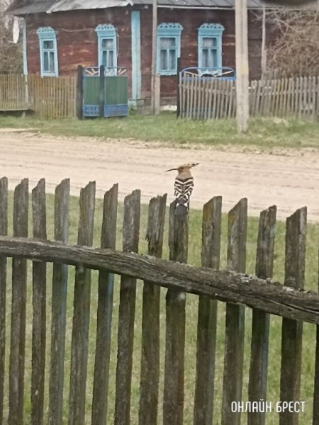 Читатель: Посмотрите, какая птица была замечена в Брестской области (Ивановский район, деревня Завоятин)
Читатель: Посмотрите, какая птица была замечена в Брестской области (Ивановский район, деревня Завоятин)
