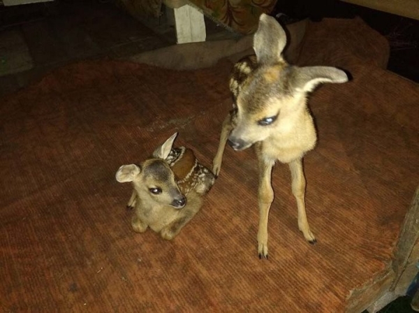 В Борисовском районе две косули пришли к людям: их дальнейшая судьба решена В Борисовском районе две косули пришли к людям: их дальнейшая судьба решена