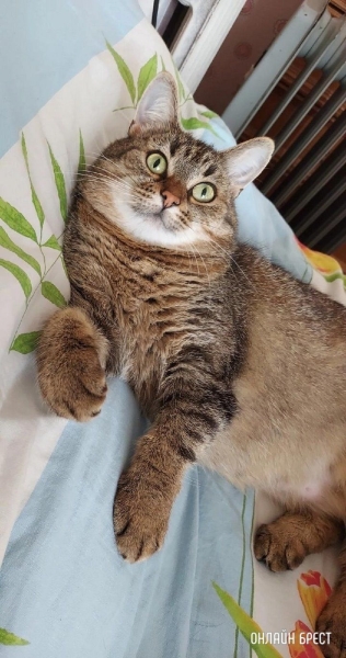 Читатель: Пропала кошка. Ситуация произошла ночью 7 июля на автодороге Минск-Брест
             
                Читатель: Пропала кошка. Ситуация произошла ночью 7 июля на автодороге Минск-Брест