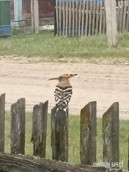 Читатель: Посмотрите, какая птица была замечена в Брестской области (Ивановский район, деревня Завоятин)
Читатель: Посмотрите, какая птица была замечена в Брестской области (Ивановский район, деревня Завоятин)