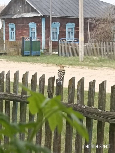 Читатель: Посмотрите, какая птица была замечена в Брестской области (Ивановский район, деревня Завоятин)
Читатель: Посмотрите, какая птица была замечена в Брестской области (Ивановский район, деревня Завоятин)